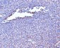 Anti-Filamin B/FLNB Antibody Picoband™ (monoclonal, 11E2D2)