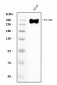 Anti-Filamin B/FLNB Antibody Picoband™ (monoclonal, 11E2D2)