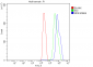 Anti-NFIB/NF1B2 Antibody Picoband™ (monoclonal, 4D6E4)