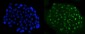 Anti-NFIB/NF1B2 Antibody Picoband™ (monoclonal, 4D6E4)