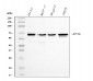Anti-NFIB/NF1B2 Antibody Picoband™ (monoclonal, 4D6E4)