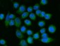 Anti-FACL4/ACSL4 Antibody Picoband™ (monoclonal, 4I7)