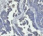 Anti-FACL4/ACSL4 Antibody Picoband™ (monoclonal, 4I7)
