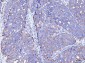 Anti-FACL4/ACSL4 Antibody Picoband™ (monoclonal, 4I7)