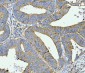 Anti-FACL4/ACSL4 Antibody Picoband™ (monoclonal, 4I7)