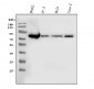 Anti-FACL4/ACSL4 Antibody Picoband™ (monoclonal, 4I7)