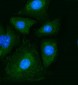 Anti-PKM2 Antibody Picoband™ (monoclonal, 11I4C3)