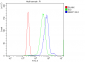 Anti-SENP1 Antibody Picoband™ (monoclonal, 5F4)