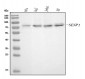 Anti-SENP1 Antibody Picoband™ (monoclonal, 5F4)