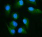 Anti-RALBP1 Antibody Picoband™ (monoclonal, 2F9D3)