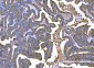 Anti-RALBP1 Antibody Picoband™ (monoclonal, 2F9D3)