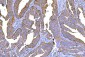 Anti-RALBP1 Antibody Picoband™ (monoclonal, 2F9D3)