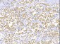 Anti-RALBP1 Antibody Picoband™ (monoclonal, 2F9D3)