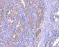 Anti-RALBP1 Antibody Picoband™ (monoclonal, 2F9D3)