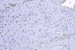 Anti-RALBP1 Antibody Picoband™ (monoclonal, 2F9D3)
