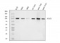 Anti-RALBP1 Antibody Picoband™ (monoclonal, 2F9D3)