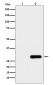 Anti-GFP-Tag Mouse Monoclonal Antibody