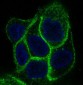 Anti-EGFR Rabbit Monoclonal Antibody