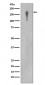 Anti-EGFR Rabbit Monoclonal Antibody