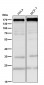 Anti-EGFR Rabbit Monoclonal Antibody
