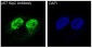 Anti-p57 Kip2 Rabbit Monoclonal Antibody