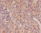 Anti-p57 Kip2 Rabbit Monoclonal Antibody