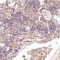Anti-p57 Kip2 Rabbit Monoclonal Antibody