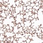 Anti-JAG1 Rabbit Monoclonal Antibody