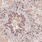 Anti-FOXP3 Rabbit Monoclonal Antibody