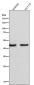 Anti-FOXP3 Rabbit Monoclonal Antibody