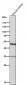 Anti-FOXP3 Rabbit Monoclonal Antibody