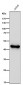 Anti-FOXP3 Rabbit Monoclonal Antibody