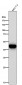 Anti-FOXP3 Rabbit Monoclonal Antibody