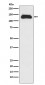 Anti-Eg5 Rabbit Monoclonal Antibody