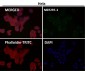 Anti-GABA B Receptor 1 Rabbit Monoclonal Antibody