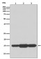 Anti-GABARAPL2 Rabbit Monoclonal Antibody