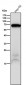 Anti-Placental alkaline phosphatase (PLAP) Rabbit Monoclonal Antibody