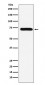 Anti-Factor X Rabbit Monoclonal Antibody 