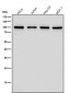 Anti-TPOR Rabbit Monoclonal Antibody