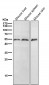 Anti-HSC70 Interacting Protein HIP Rabbit Monoclonal Antibody