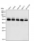 Anti-HSC70 Interacting Protein HIP Rabbit Monoclonal Antibody