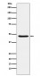 Anti-Dopamine Receptor D3 Rabbit Monoclonal Antibody