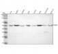 Anti-NR1D1 Rabbit Monoclonal Antibody