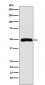 Anti-Arp3 Rabbit Monoclonal Antibody