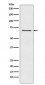 Anti-GABA A Receptor beta 2 Rabbit Monoclonal Antibody