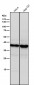 Anti-CD83 Rabbit Monoclonal Antibody