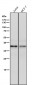 Anti-CD83 Rabbit Monoclonal Antibody