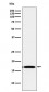 Anti-FGF1 Rabbit Monoclonal Antibody