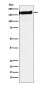 Anti-SF3B1 Rabbit Monoclonal Antibody