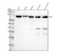 Anti-Gephyrin Rabbit Monoclonal Antibody